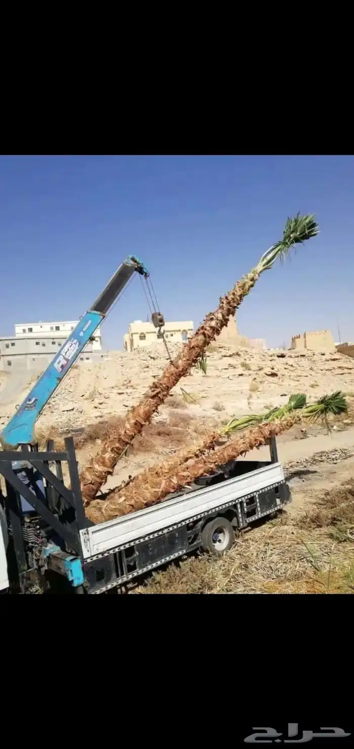 نخل واشنطني زينه جميع المقاسات وتنسيق الحدايق وقص الشجار وتك 0