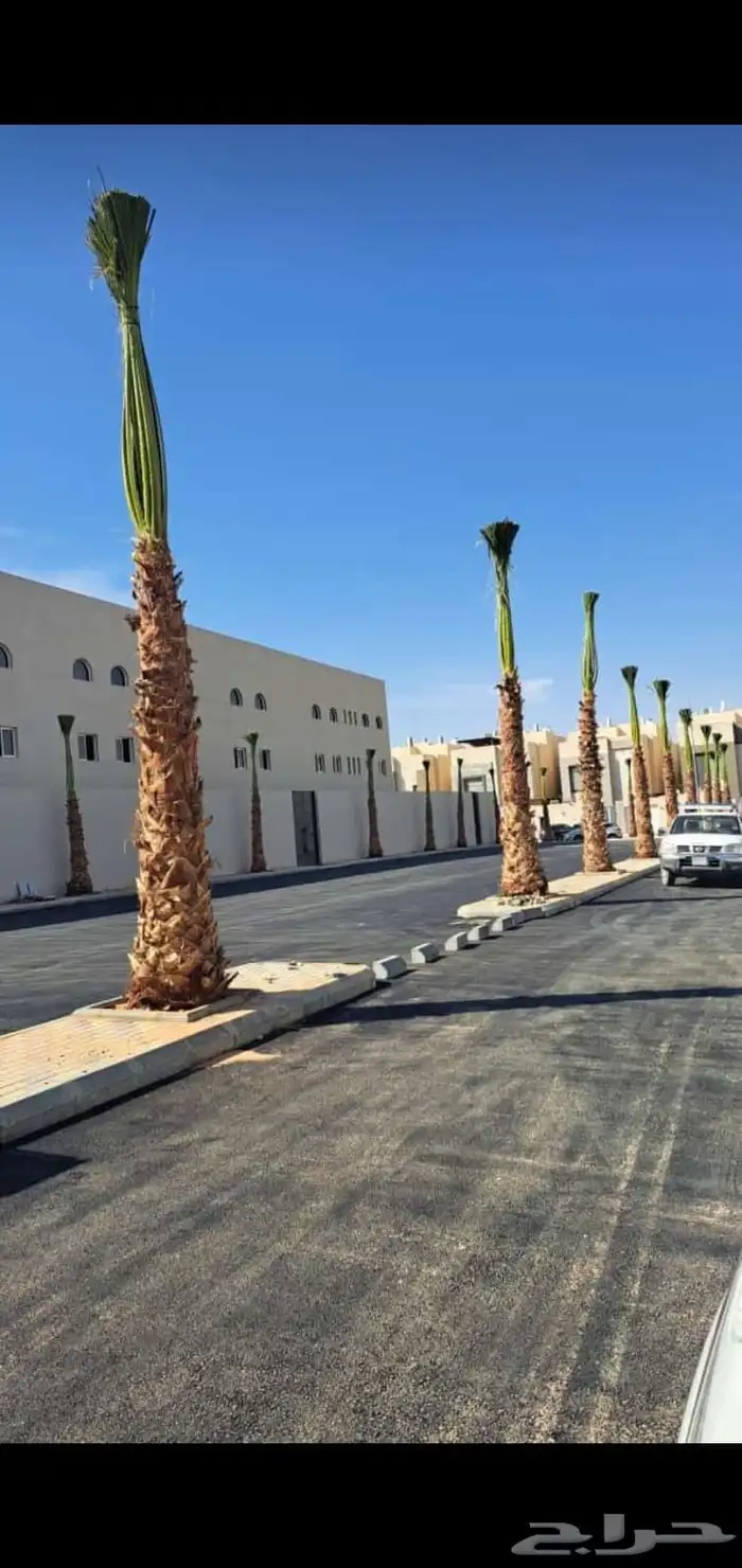 نخل واشنطني زينه جميع المقاسات وتنسيق الحدايق وقص الشجار وتك 3