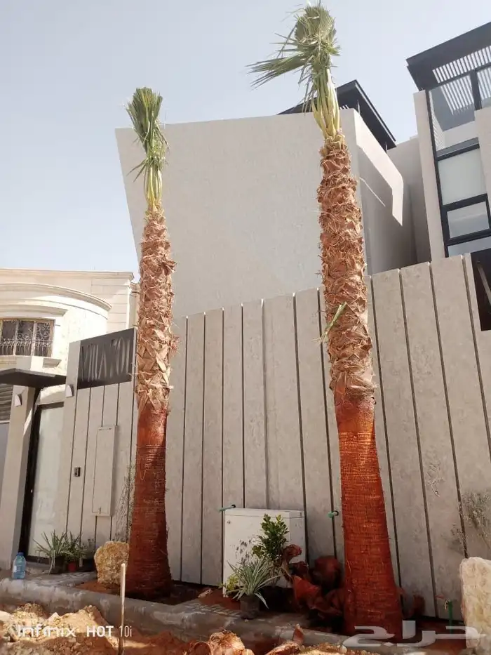 نخل واشنطني زينه جميع المقاسات وتنسيق الحدايق وقص الشجار وتك 8