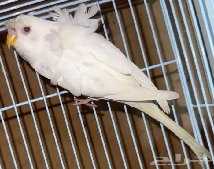 بادجي هوقو مميز للبيع  Premium Hugoo Budgie for Sale 2