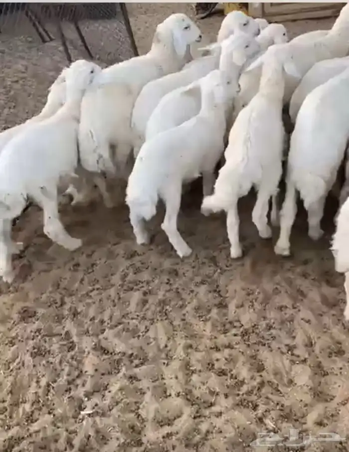 بهم تربيه من شهرين ونصف الي ثلاث 1