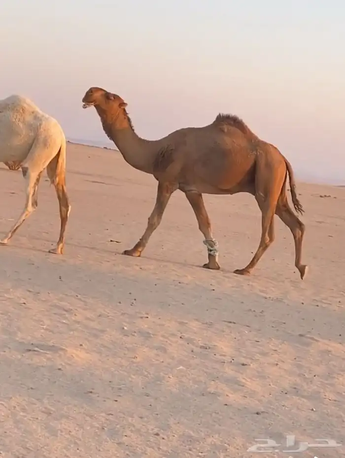 فحل رماني احمر ثني 0