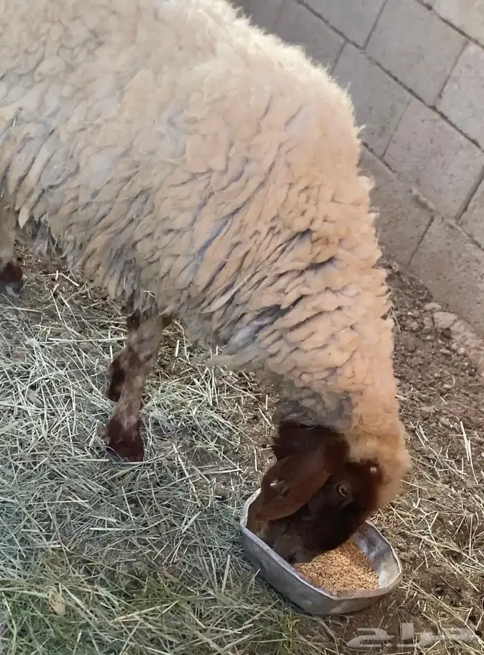 نعيميه ورفيديه 1