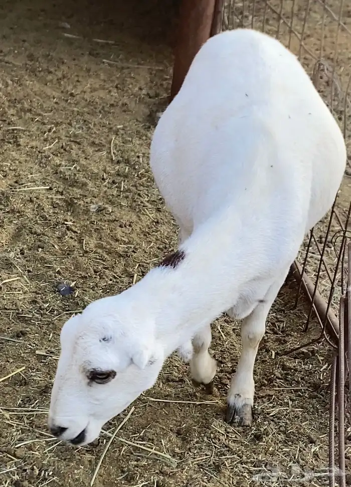 نعيميه ورفيديه 2