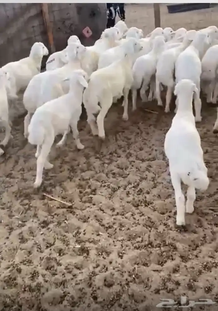 بهم تربيه من شهرين ونصف الي ثلاث 2