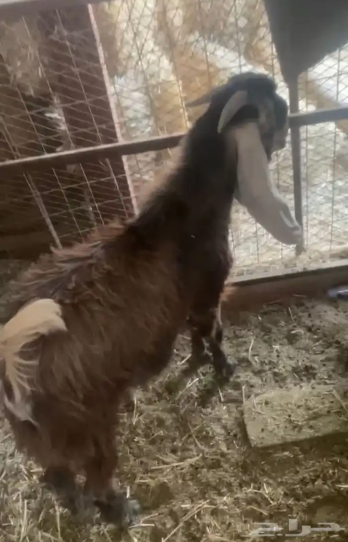 تيس الي يبي ذبح او مشروع فحل يقرع شرط عمره جذع 0