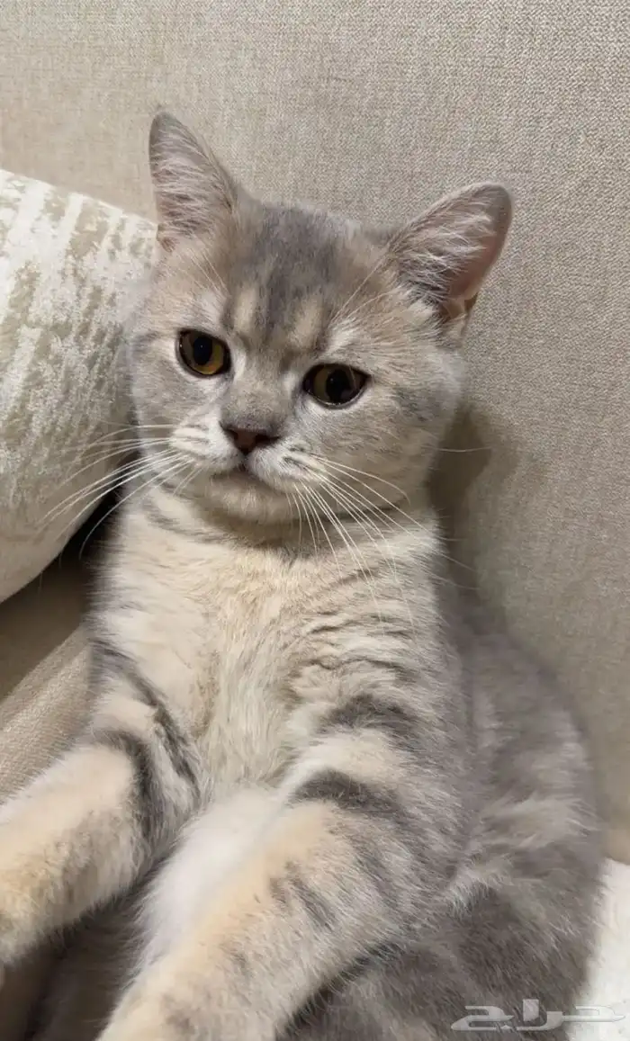 قط سكوتش ستريت للبيع مستعجل سبب البيع السفر 4