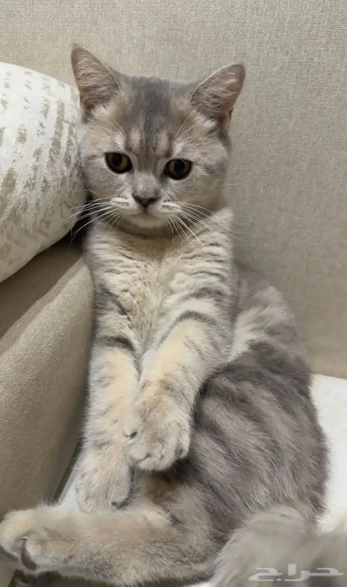 قط سكوتش ستريت للبيع مستعجل سبب البيع السفر 0