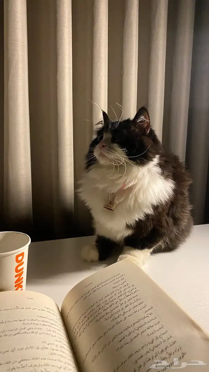 قطوه للتبني اليفه العمر خمس سنوات ومعقمه وهاديه 0