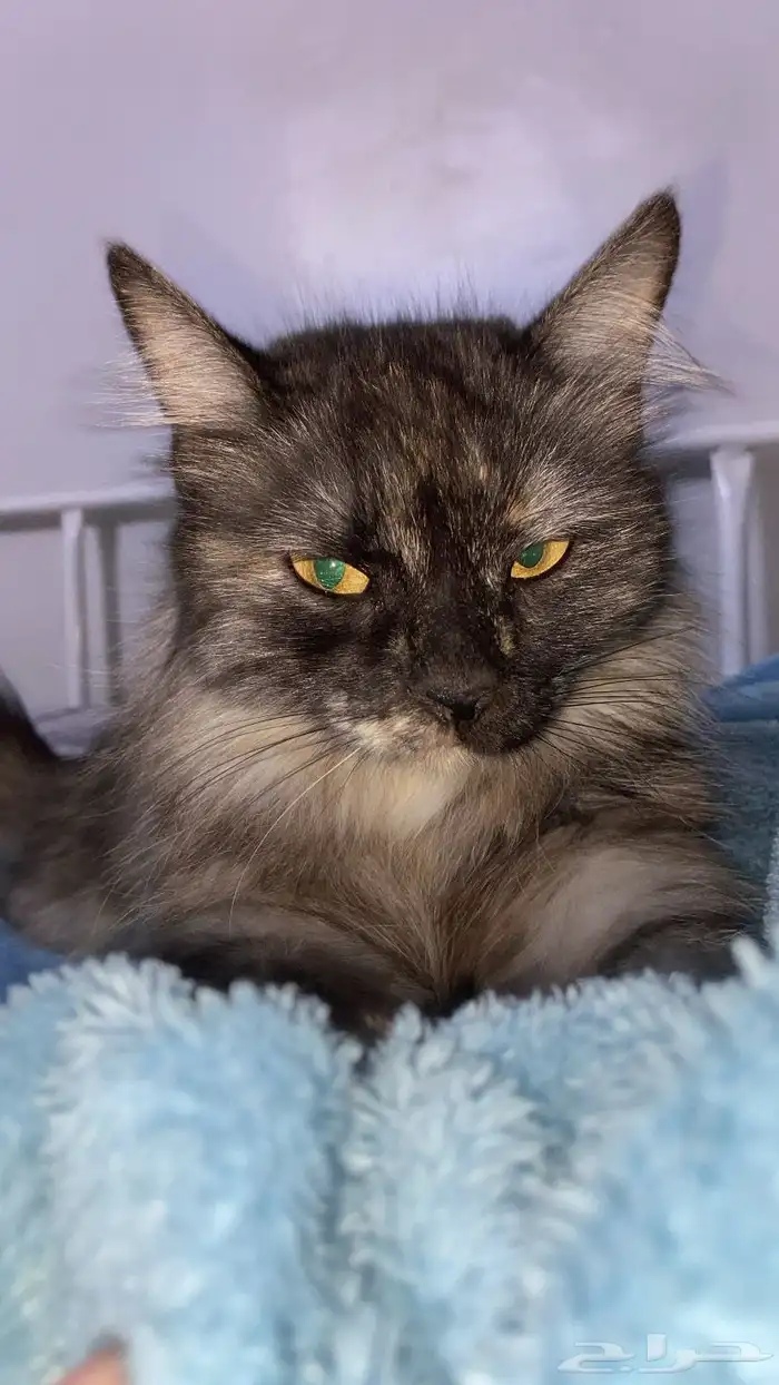 قطين ذكر وأنثى 2