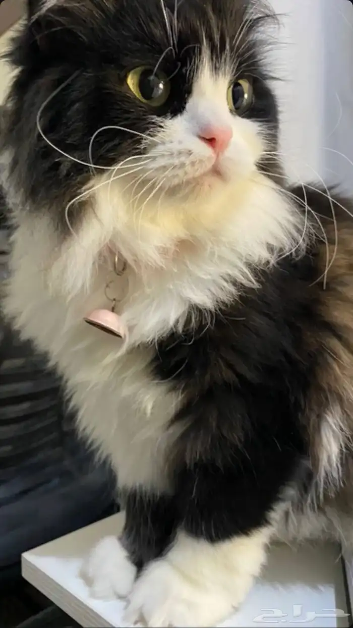 قطوه للتبني اليفه العمر خمس سنوات ومعقمه وهاديه 1