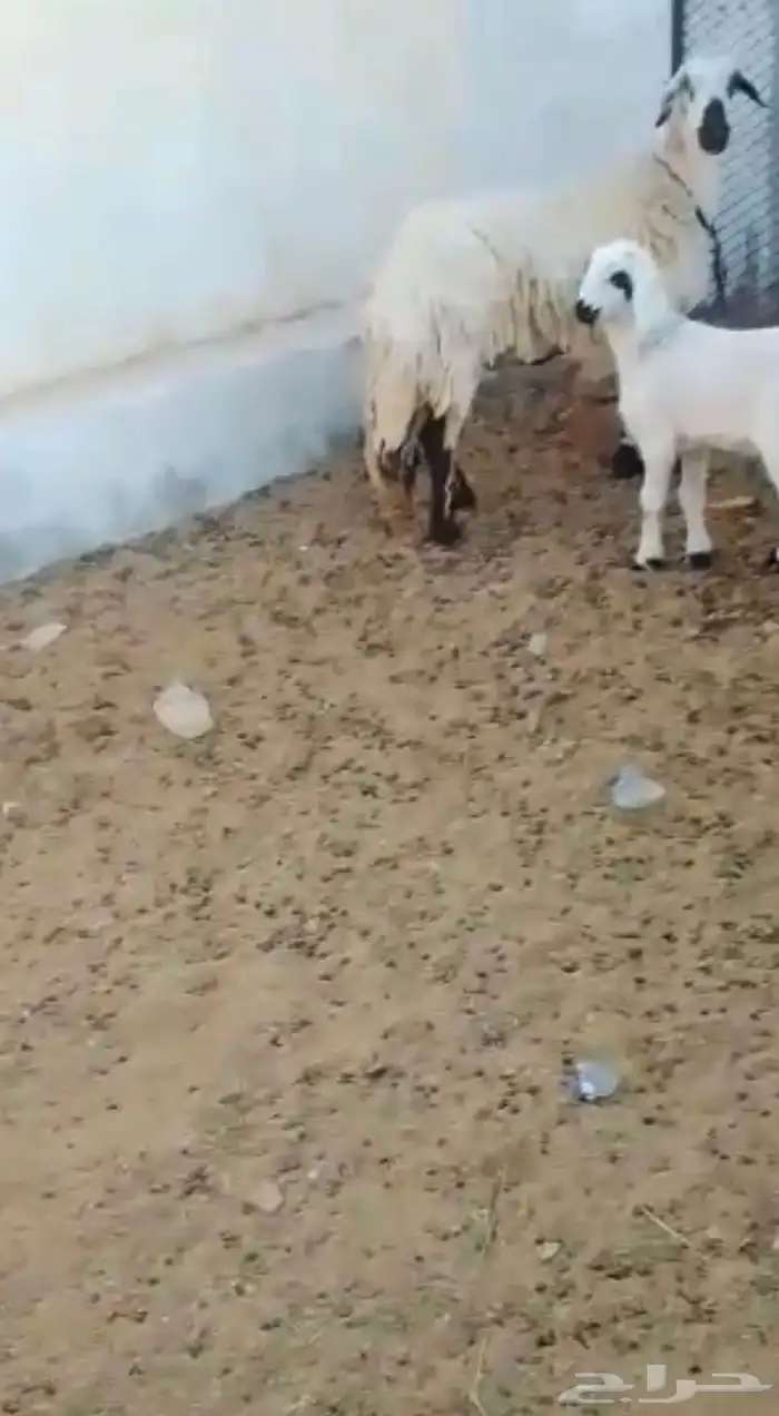 شاه وتحتها طلي 0