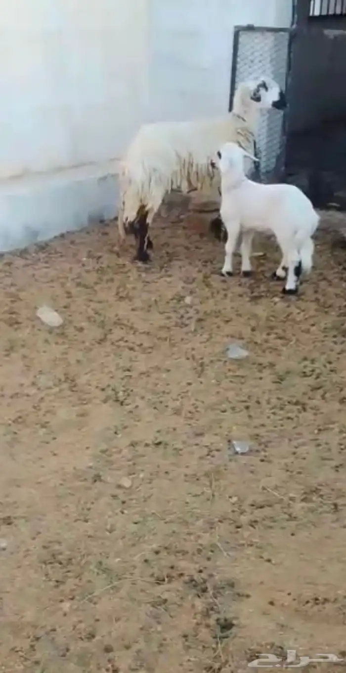 شاه وتحتها طلي 1