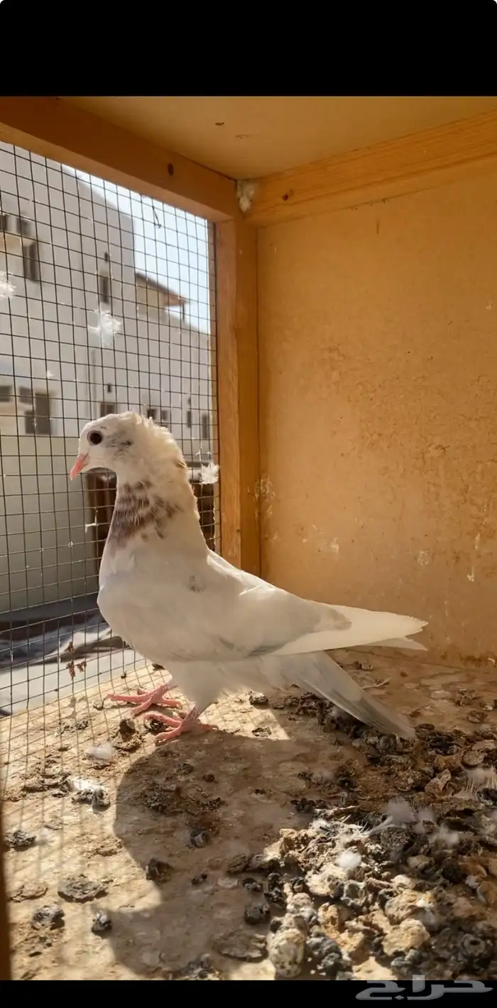 حمام للبيع الموقع حقل 0