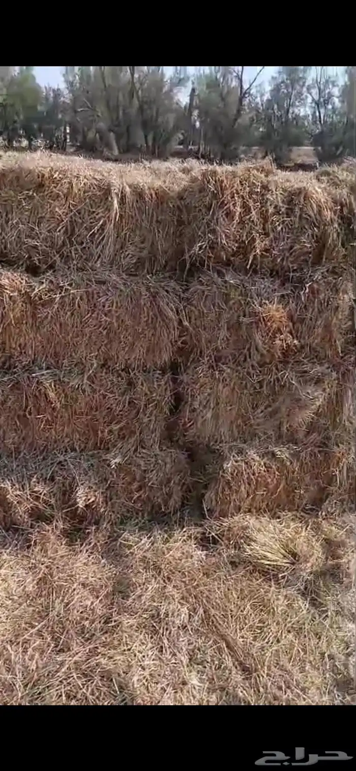 تبن هيبان ممطور الموقع بريدة الوزن ممكن 10 الى 13 كيلو 16