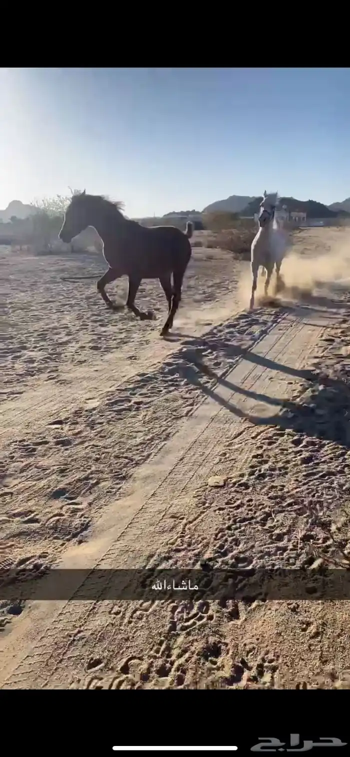 نوع مهر صنف صنف كفوو 5