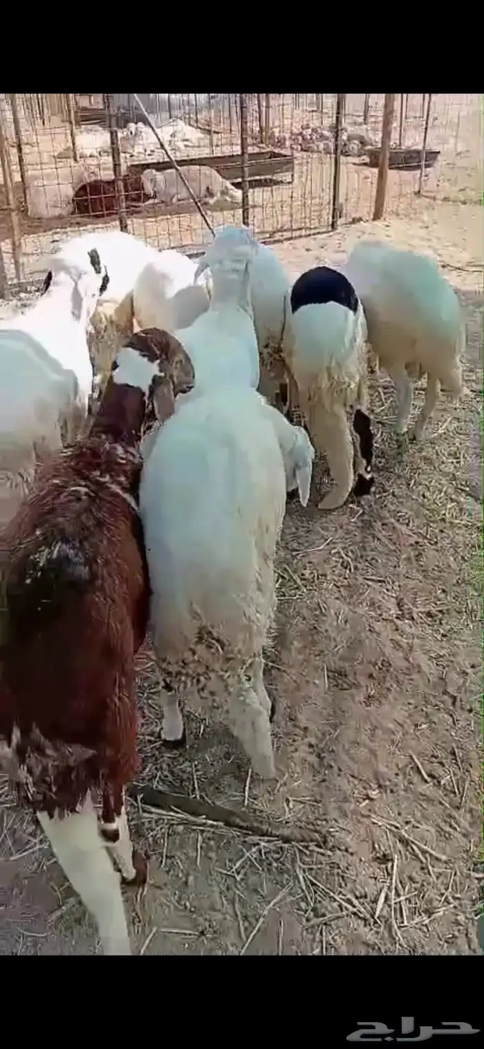 سواكن فل جذعان جملة وتفريد 4