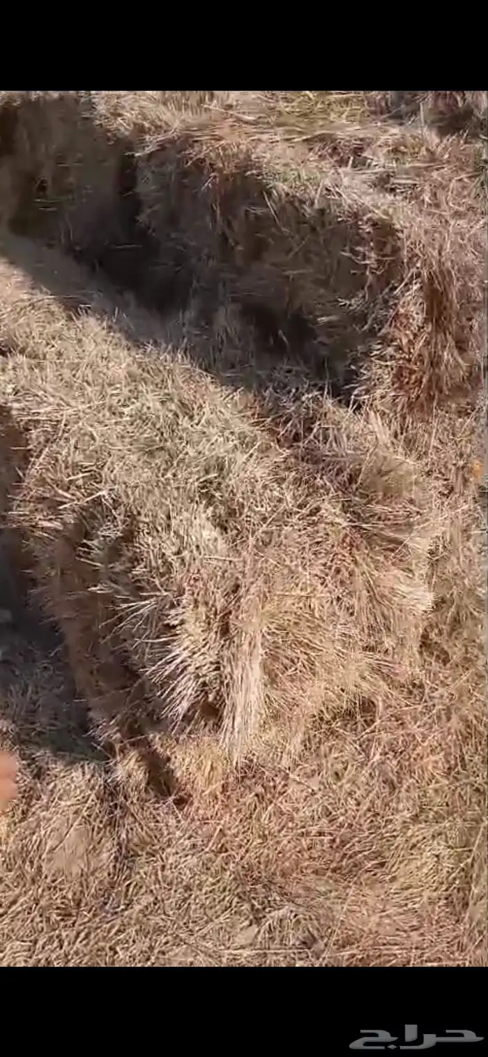 تبن هيبان ممطور الموقع بريدة الوزن ممكن 10 الى 13 كيلو 11