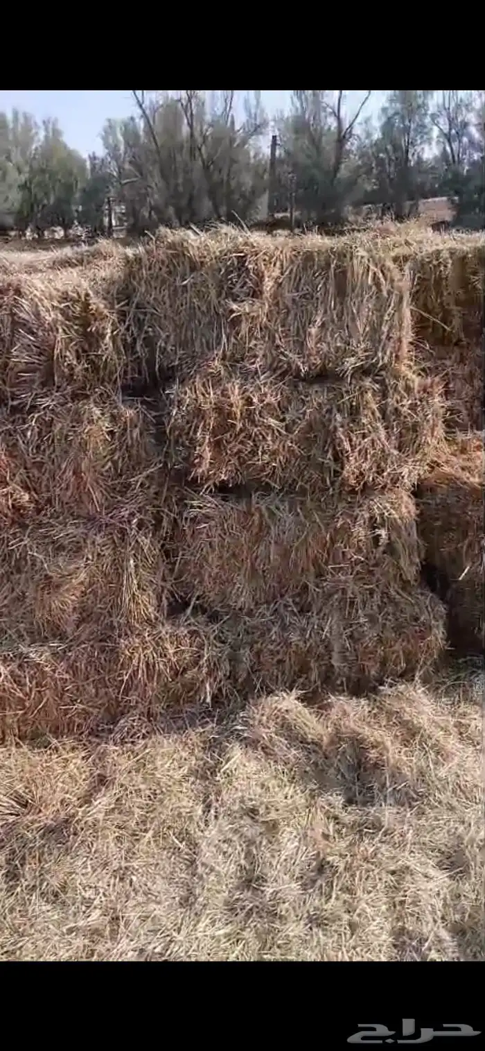 تبن هيبان ممطور الموقع بريدة الوزن ممكن 10 الى 13 كيلو 17