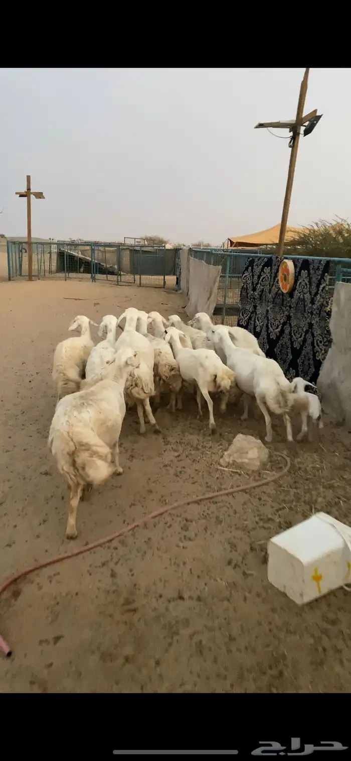 غنم مقاني تم البيع اضغط متابعه 0