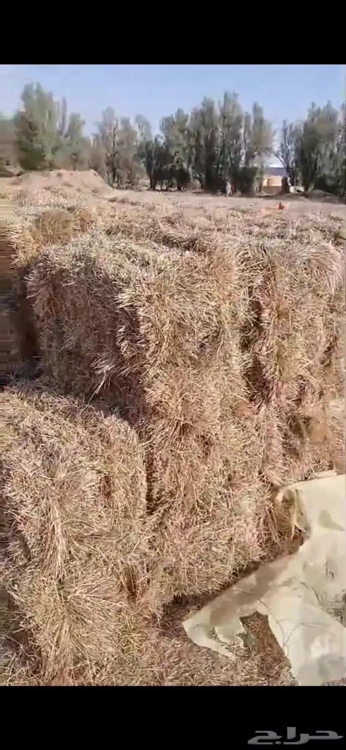 تبن هيبان ممطور الموقع بريدة الوزن ممكن 10 الى 13 كيلو 13