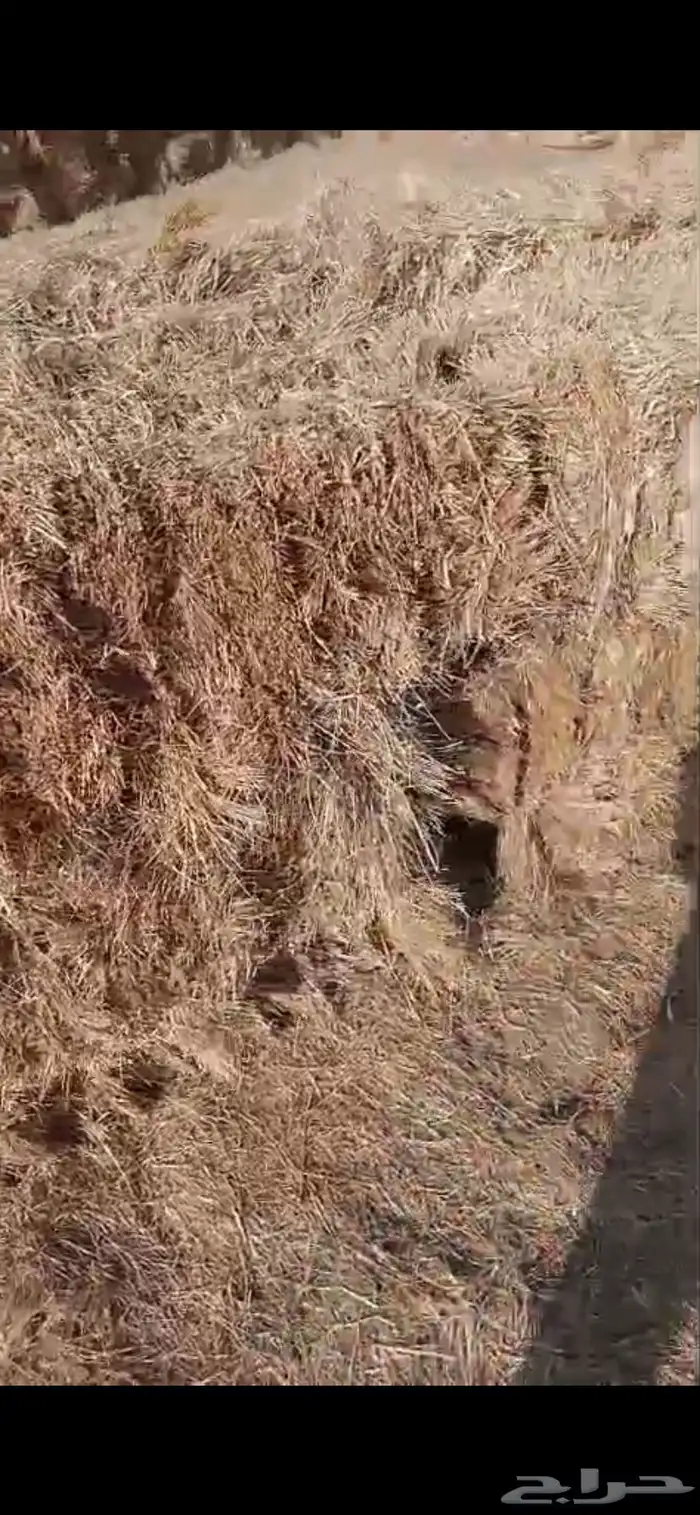 تبن هيبان ممطور الموقع بريدة الوزن ممكن 10 الى 13 كيلو 4