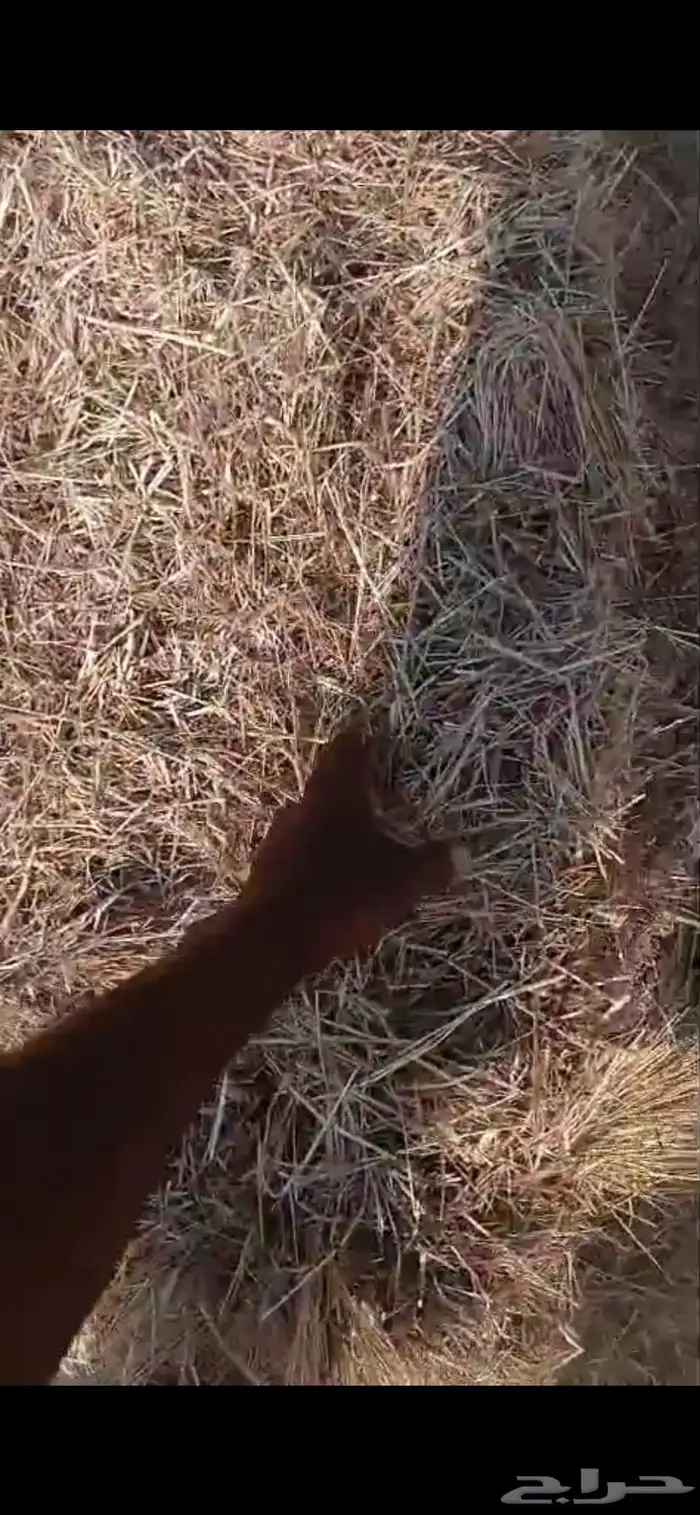 تبن هيبان ممطور الموقع بريدة الوزن ممكن 10 الى 13 كيلو 7