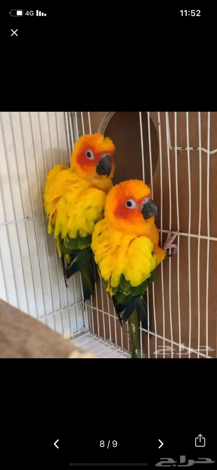 زوج صن كنيور منتج 7