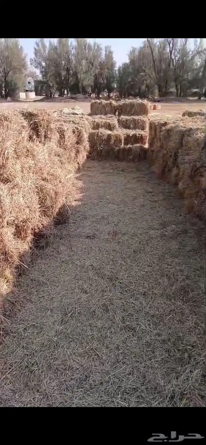 تبن هيبان ممطور الموقع بريدة الوزن ممكن 10 الى 13 كيلو 2