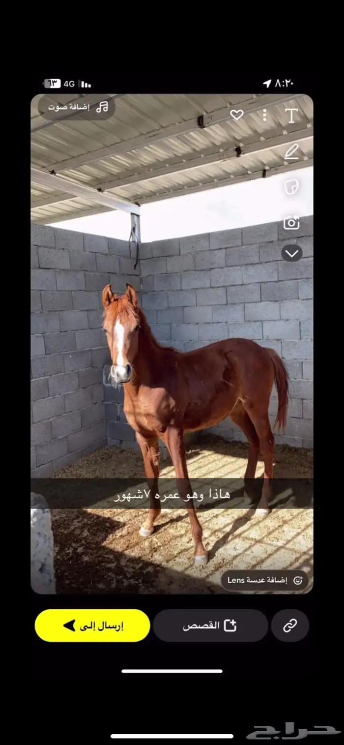 نوع مهر صنف صنف كفوو 7