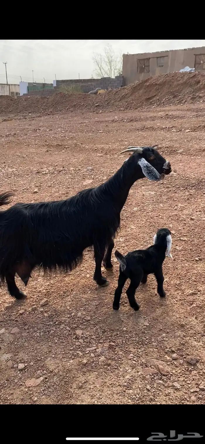 عنز بدويه والد منوة القناي 1