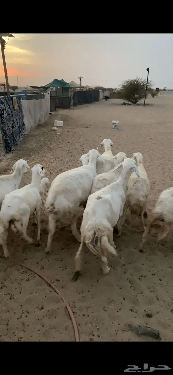 غنم مقاني تم البيع اضغط متابعه 2