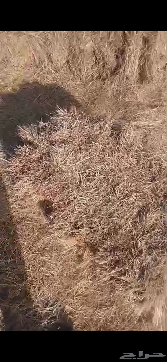 تبن هيبان ممطور الموقع بريدة الوزن ممكن 10 الى 13 كيلو 6