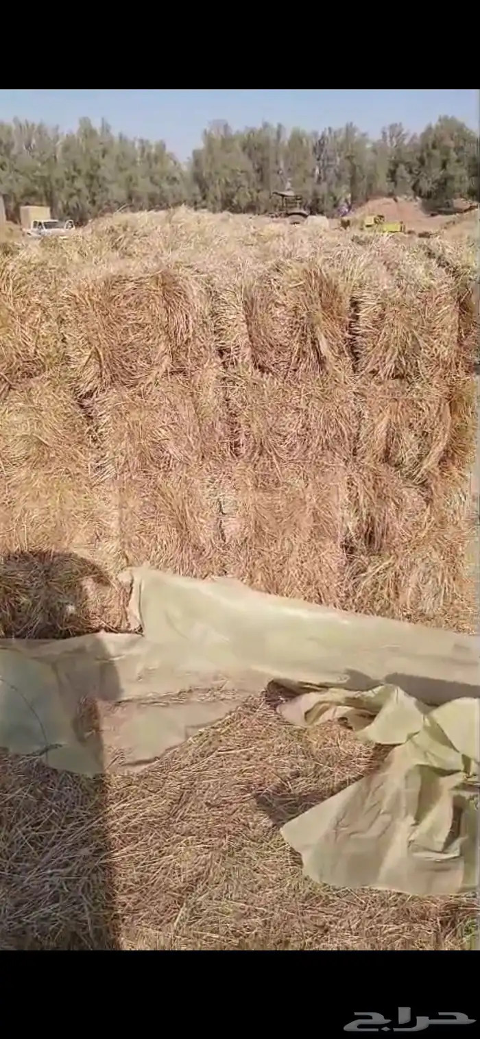 تبن هيبان ممطور الموقع بريدة الوزن ممكن 10 الى 13 كيلو 9