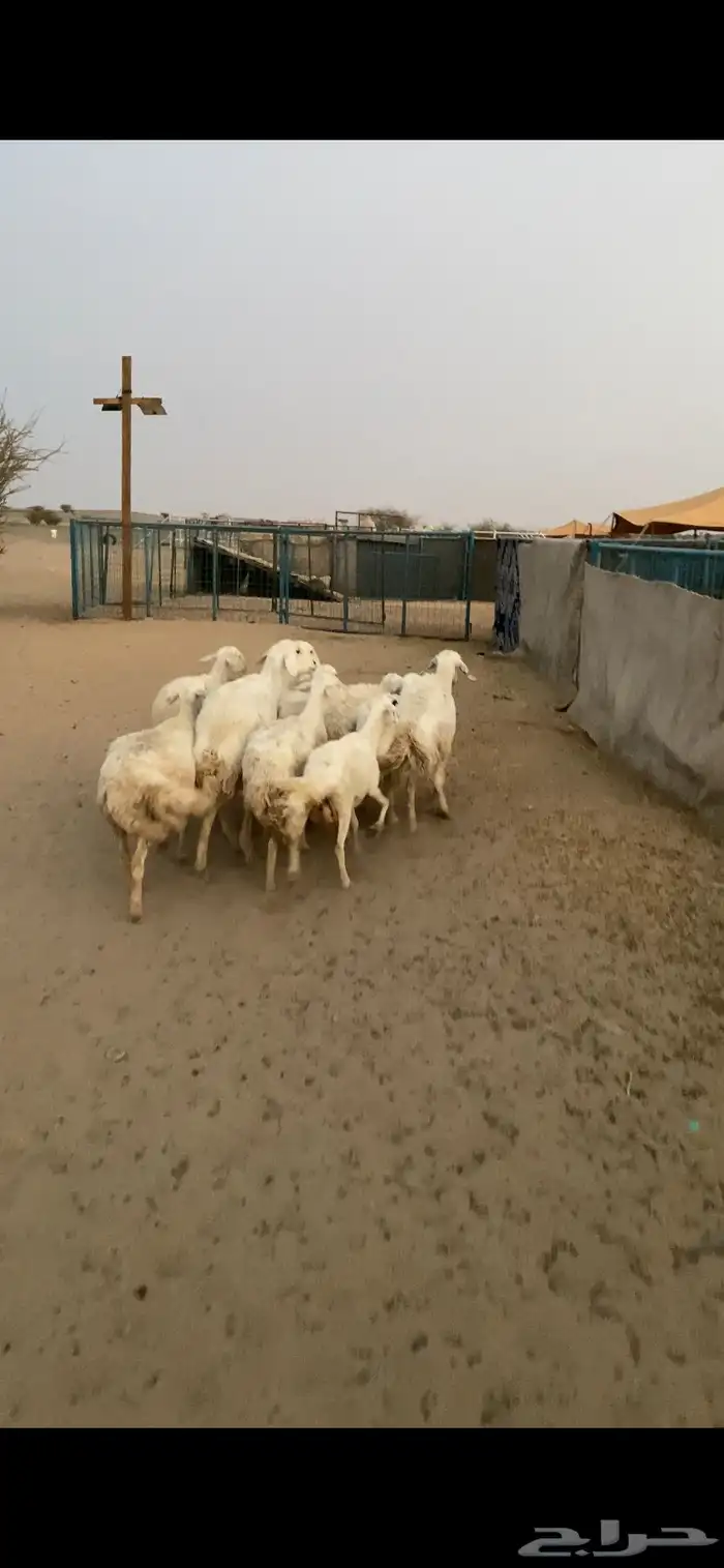 غنم مقاني تم البيع اضغط متابعه 1
