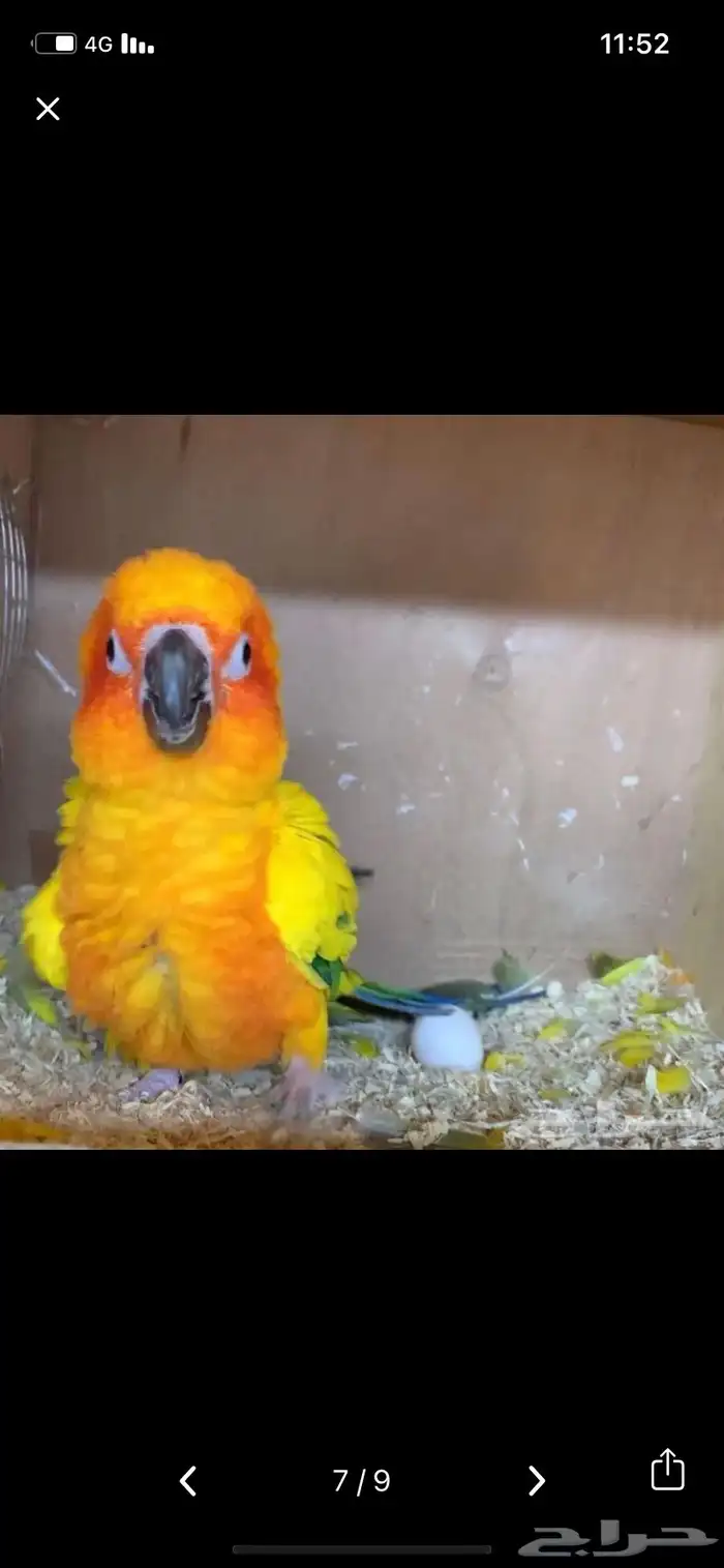 زوج صن كنيور منتج 6