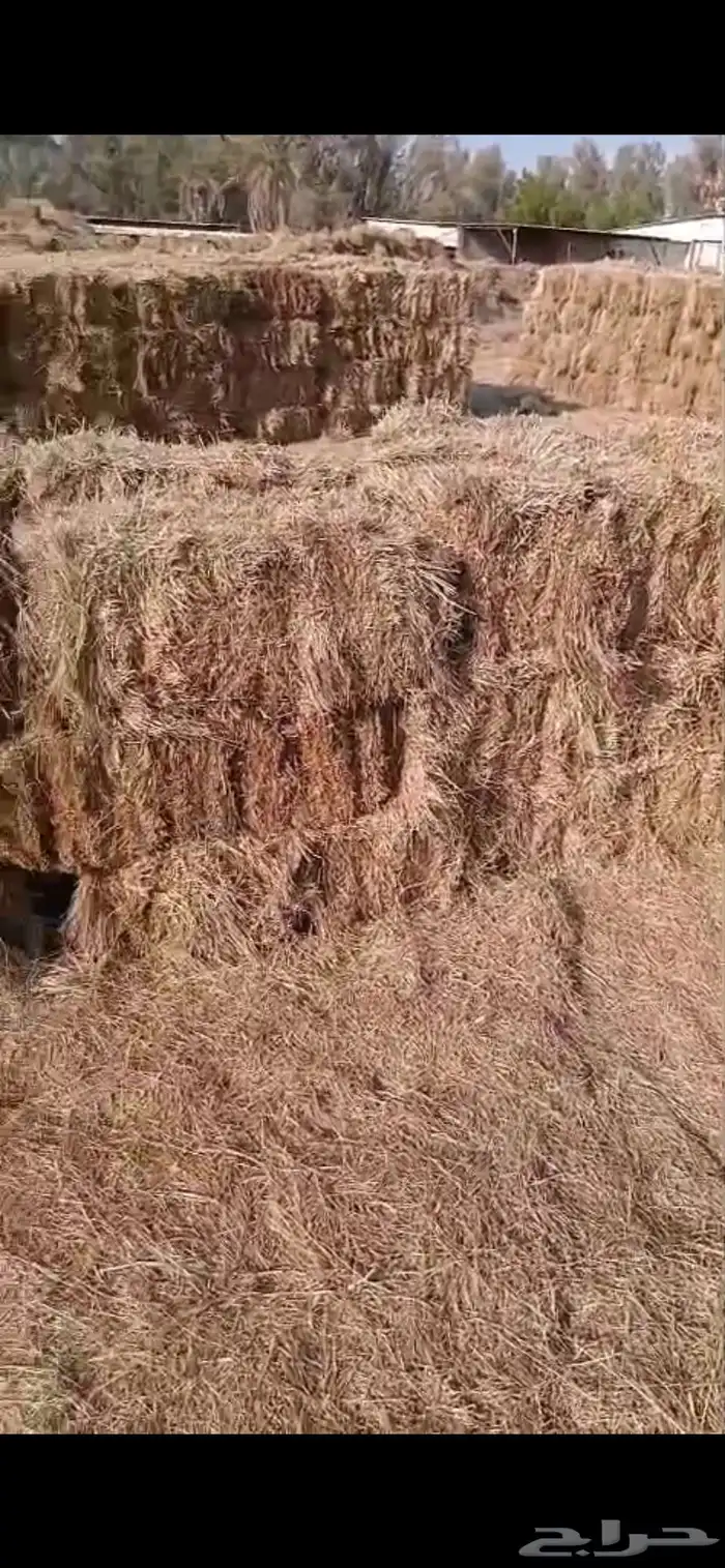 تبن هيبان ممطور الموقع بريدة الوزن ممكن 10 الى 13 كيلو 0