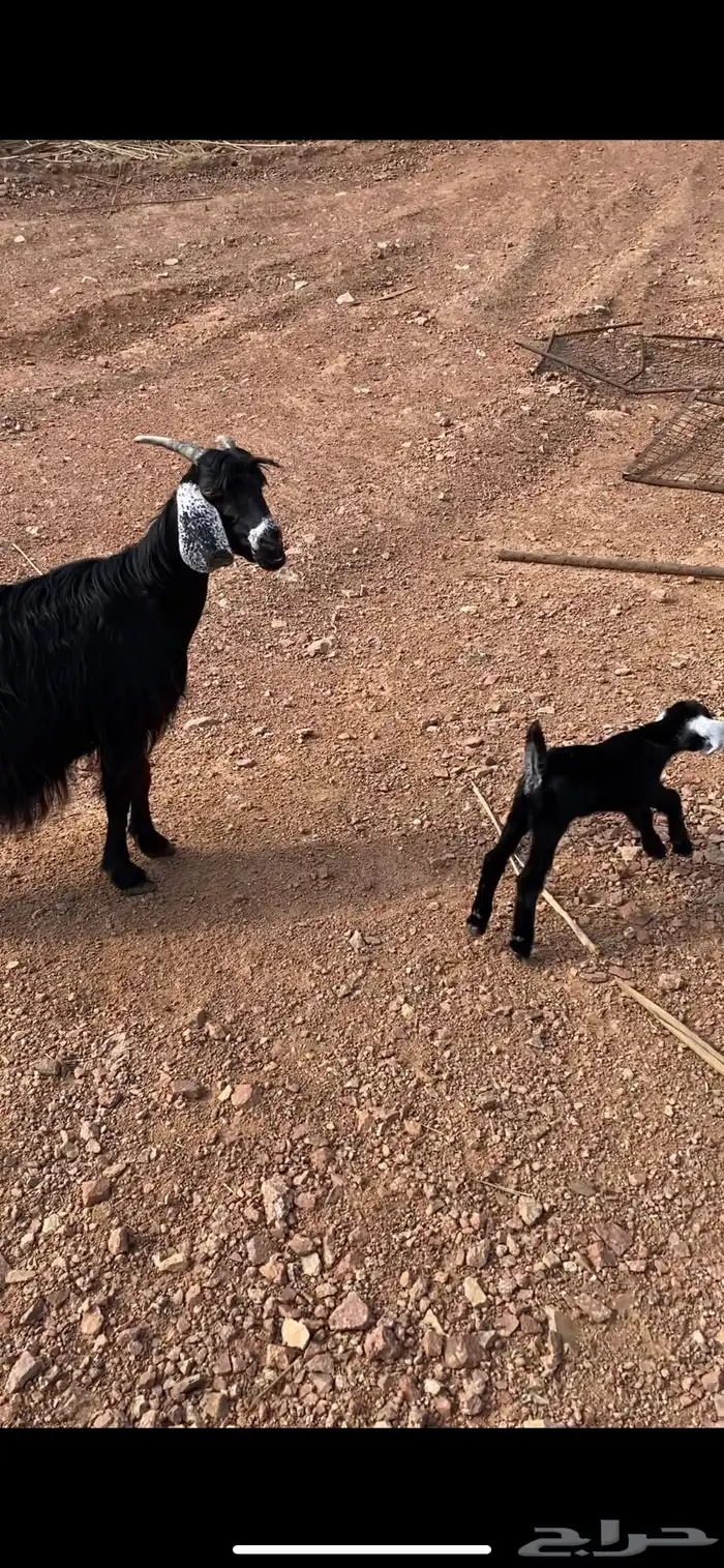 عنز بدويه والد منوة القناي 2