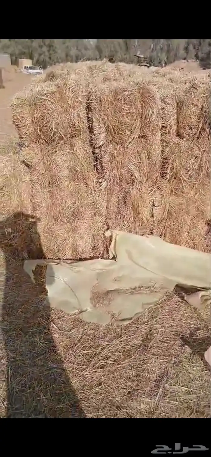 تبن هيبان ممطور الموقع بريدة الوزن ممكن 10 الى 13 كيلو 12