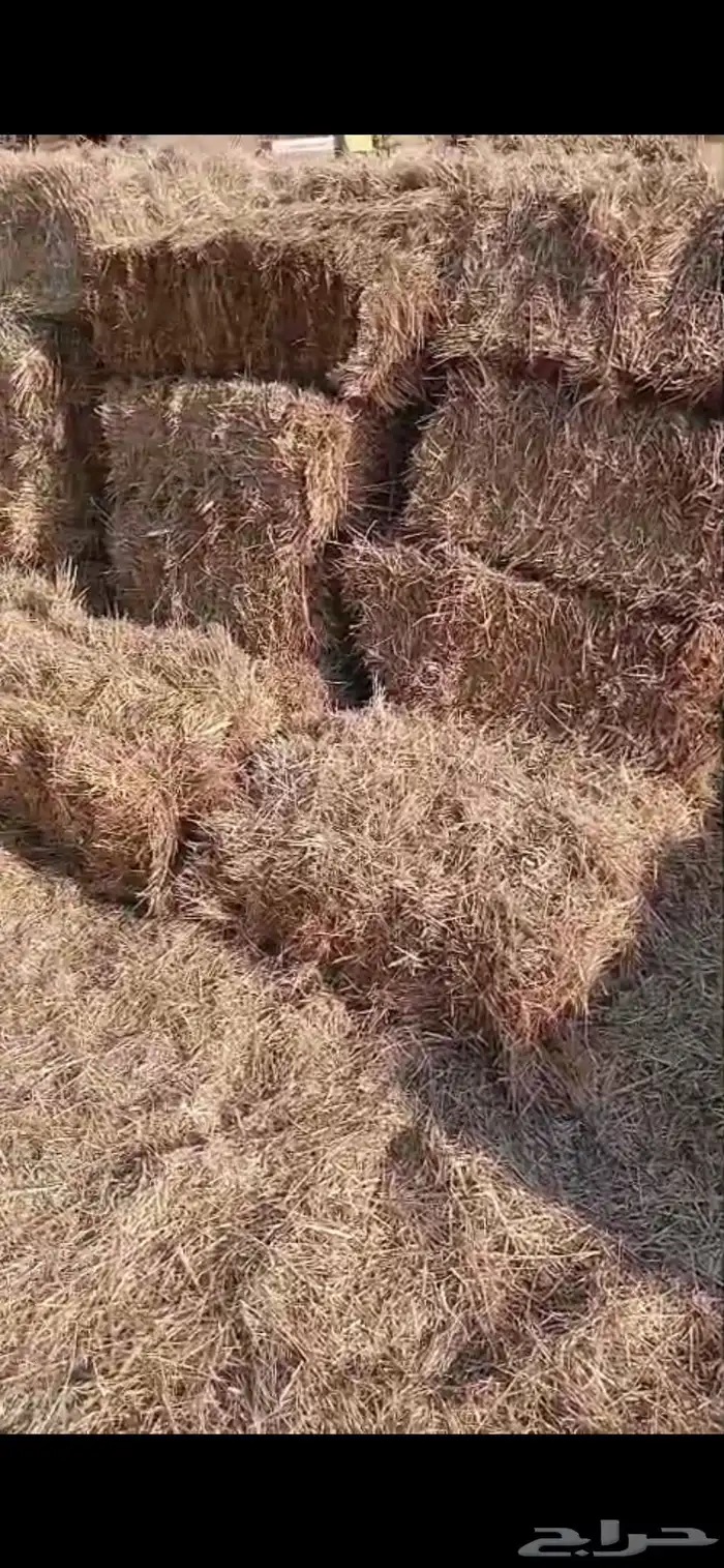 تبن هيبان ممطور الموقع بريدة الوزن ممكن 10 الى 13 كيلو 1