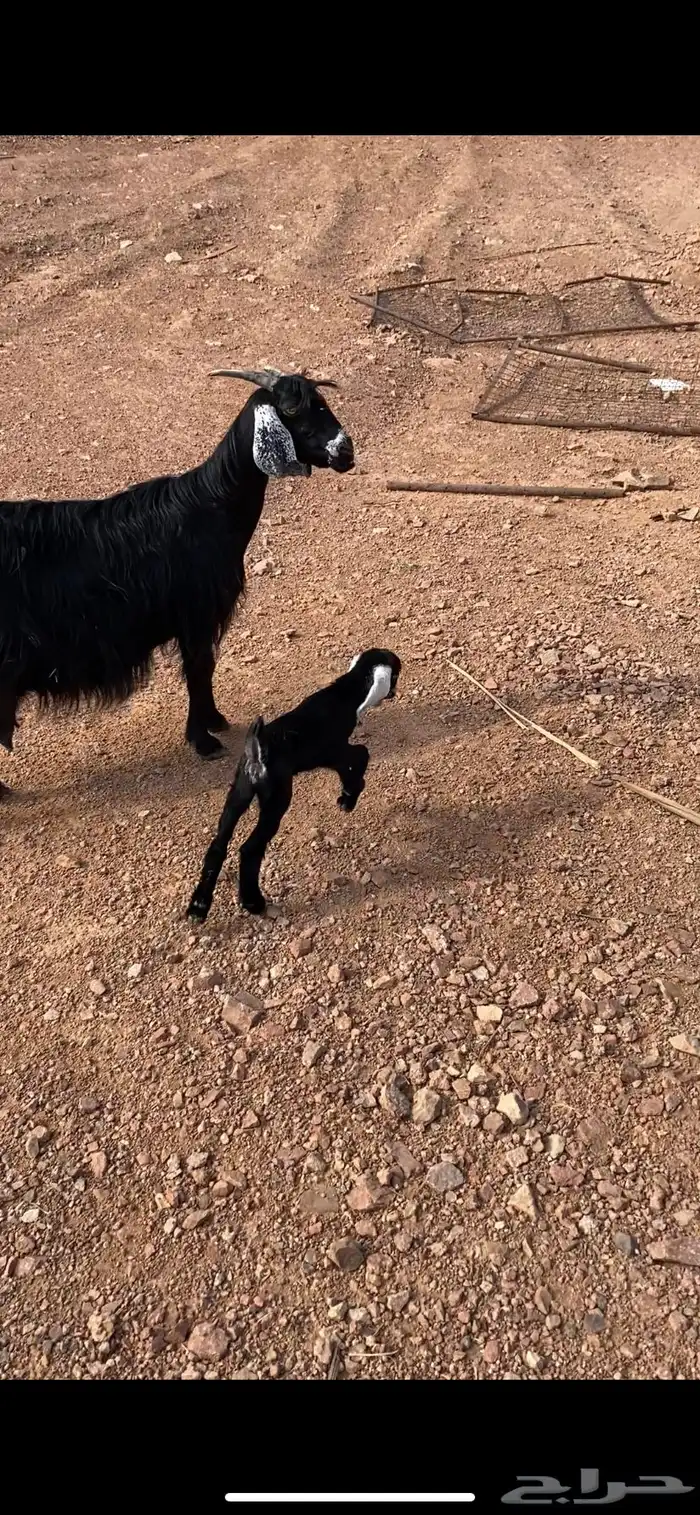 عنز بدويه والد منوة القناي 5