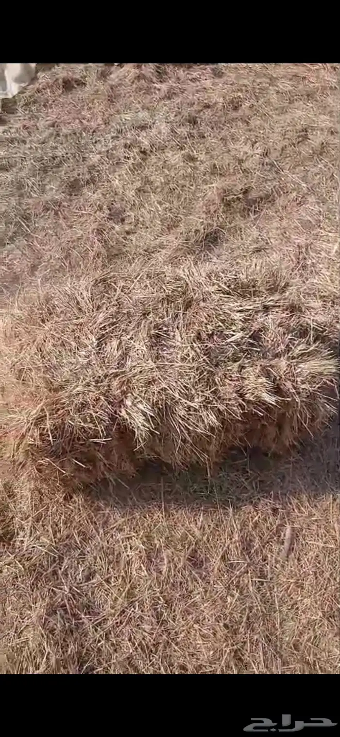 تبن هيبان ممطور الموقع بريدة الوزن ممكن 10 الى 13 كيلو 5