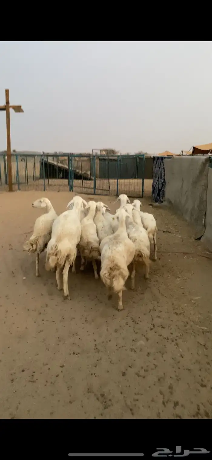 غنم مقاني تم البيع اضغط متابعه 3