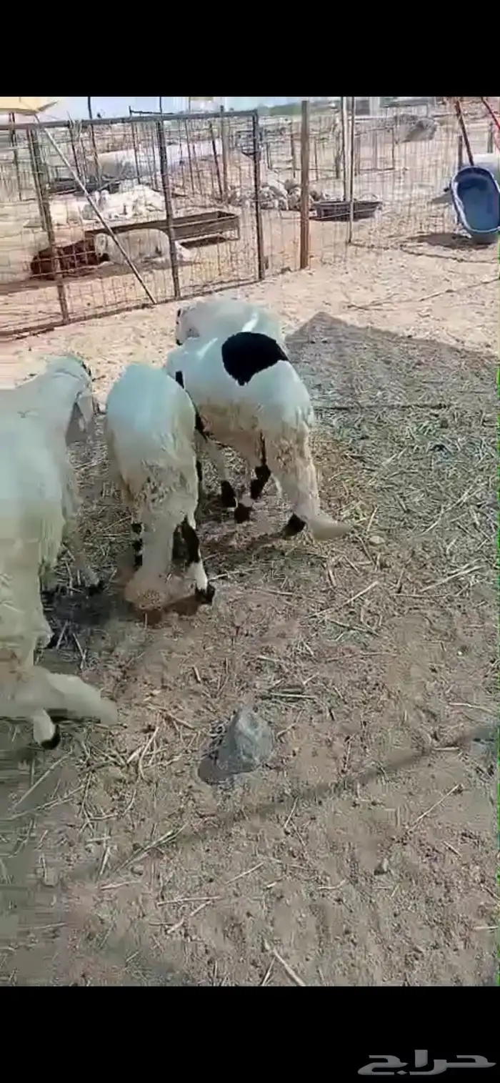 سواكن فل جذعان جملة وتفريد 3