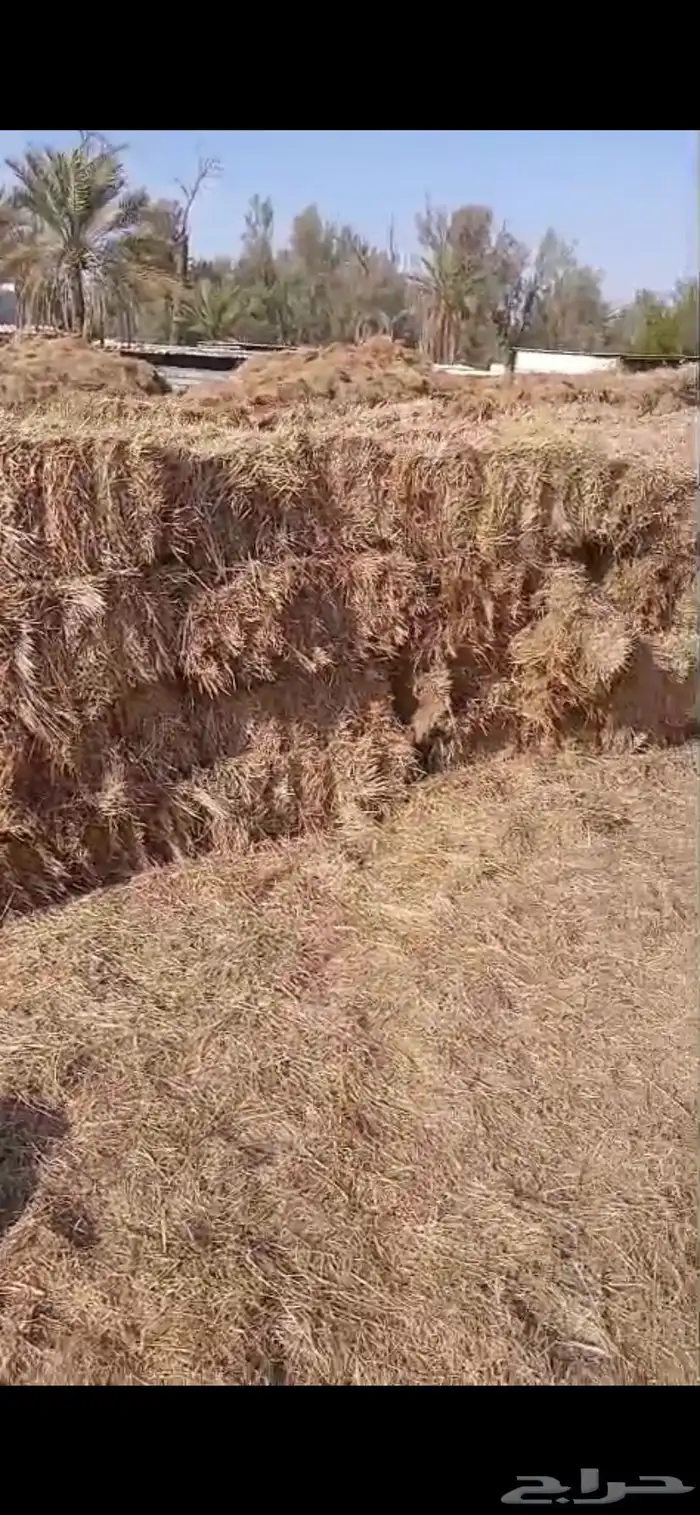 تبن هيبان ممطور الموقع بريدة الوزن ممكن 10 الى 13 كيلو 10