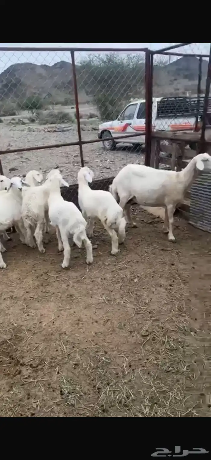 طليان ونعجه للبيع 1