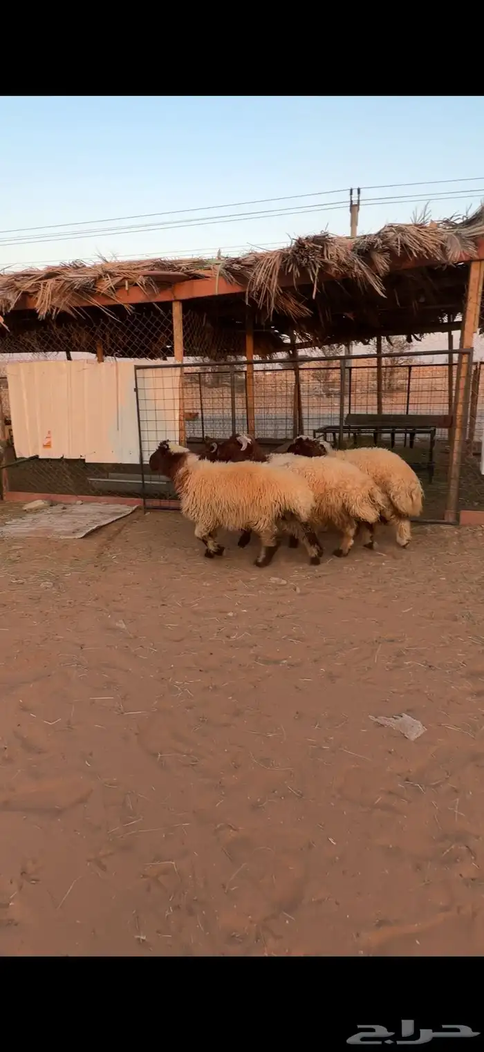 طليان نعيم 0