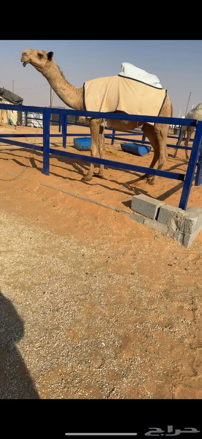 بكره شعلا كفوو ياهل البداوه 0