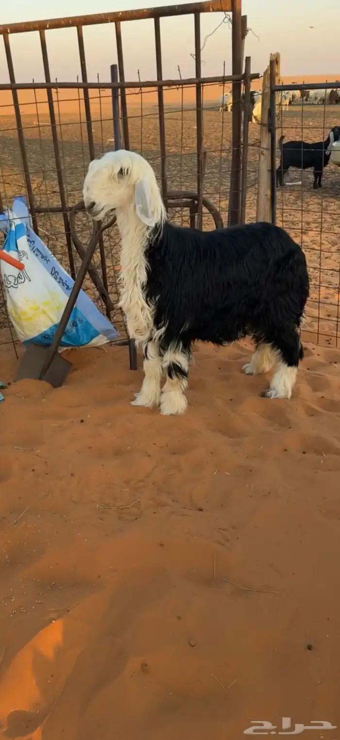 جذعات صنف نجد 1