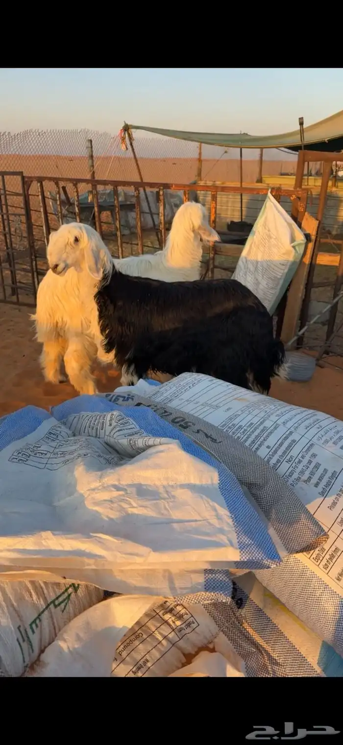 جذعات صنف نجد 2